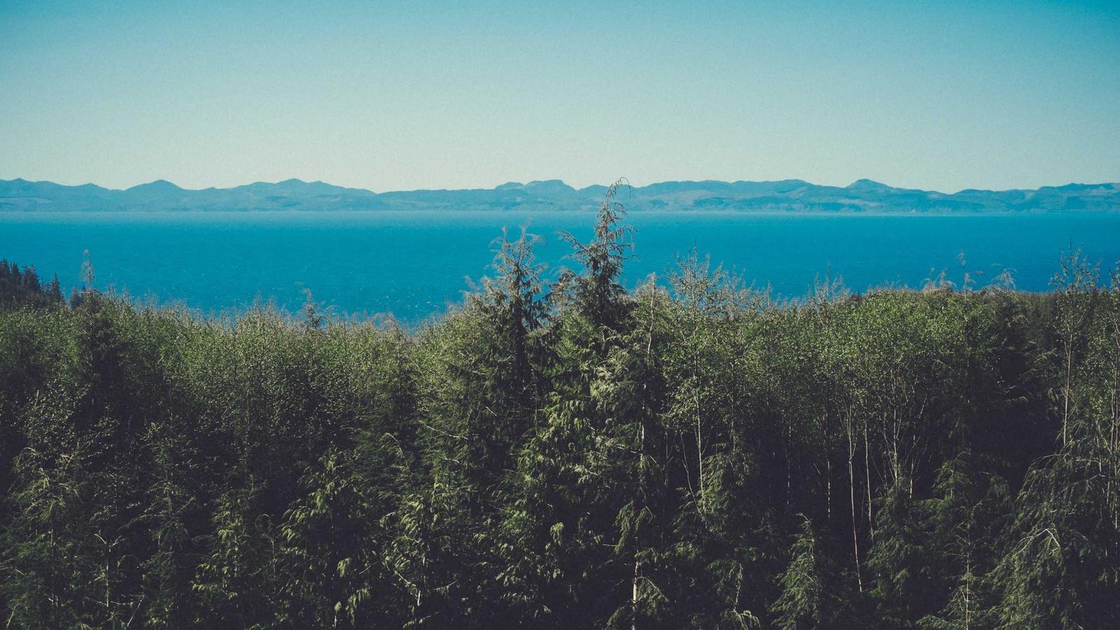 An evergreen forest overlooking a calm blue sea and distant hills (stock photo)