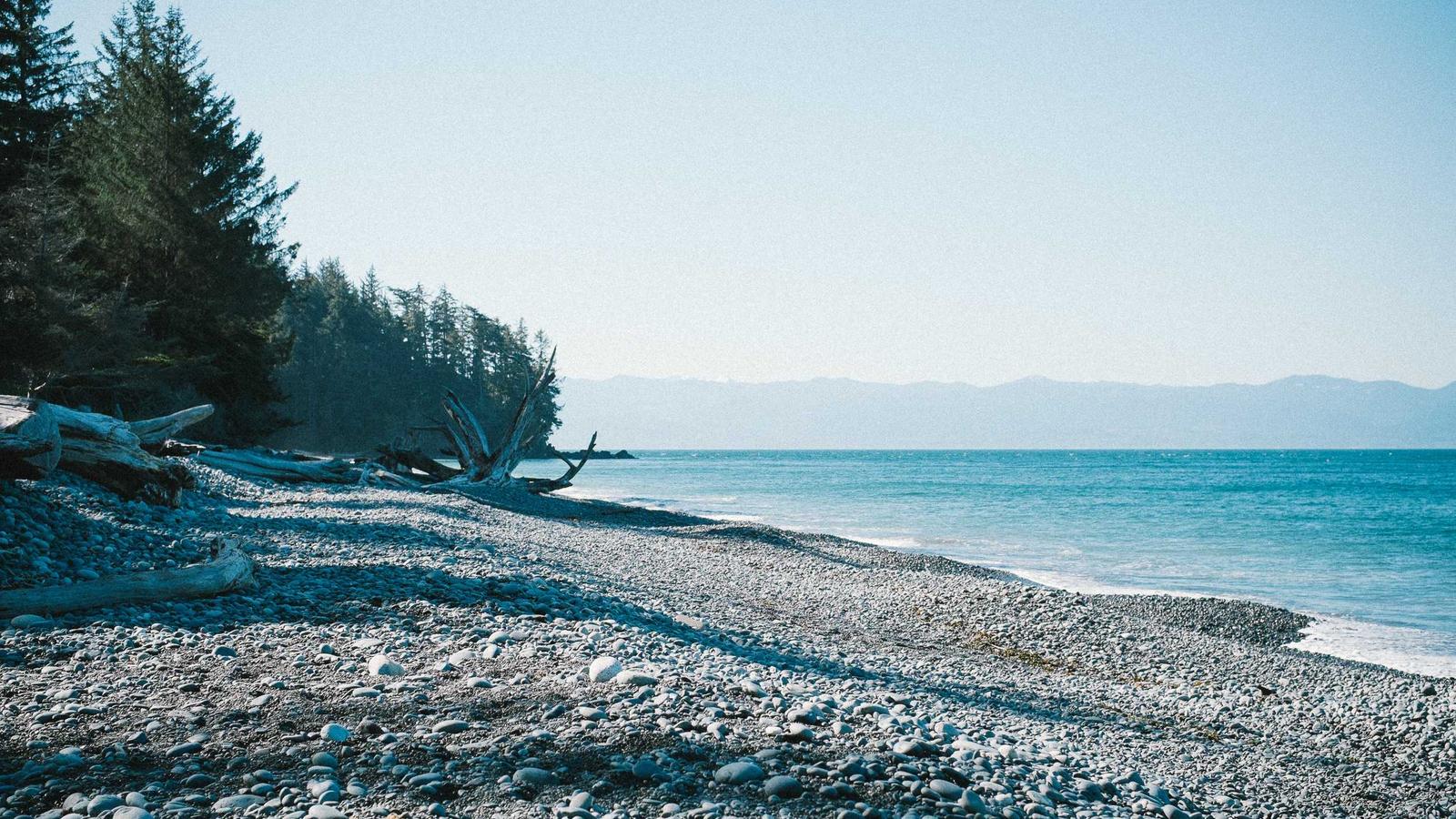 A pebble beach with driftwood along a forested coastline (stock photo)