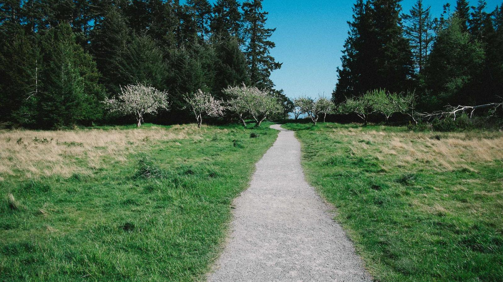 A gravel path through a grassy meadow lined with blossoming trees (stock photo)
