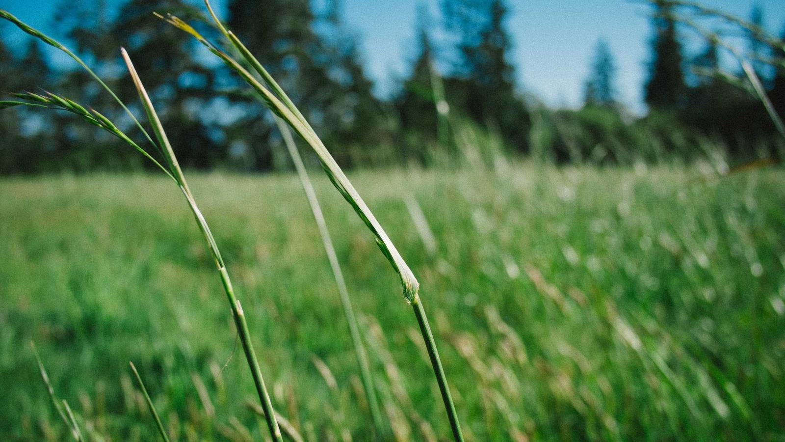 A close-up of tall grass in a sunlit meadow (stock photo)