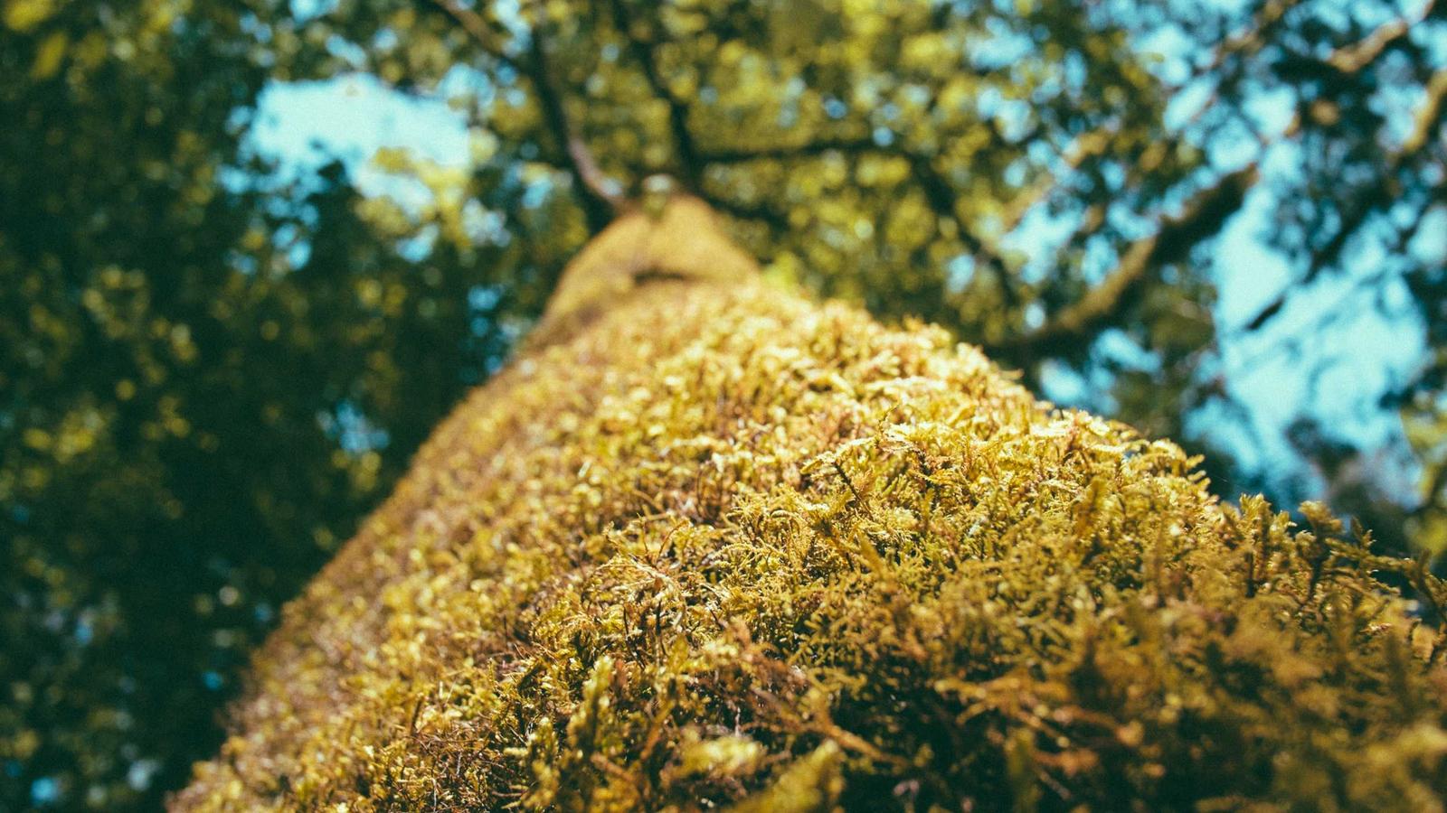 A moss-covered tree trunk rising into a leafy canopy (stock photo)