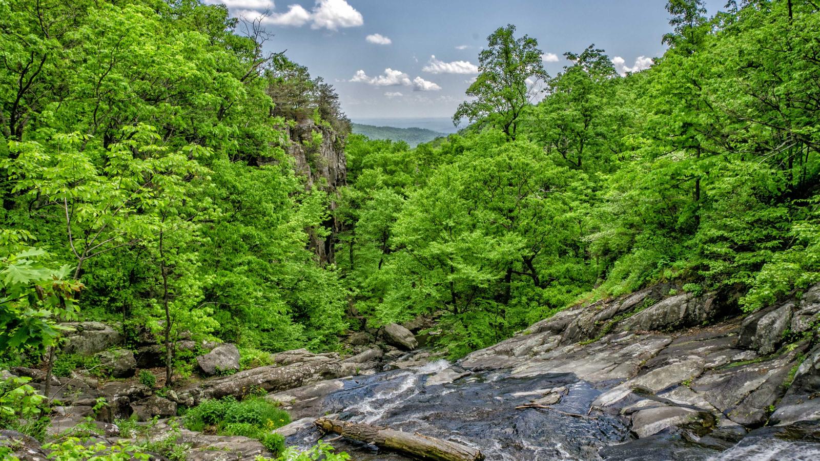 A rocky stream flowing through lush green forested hills (stock photo)