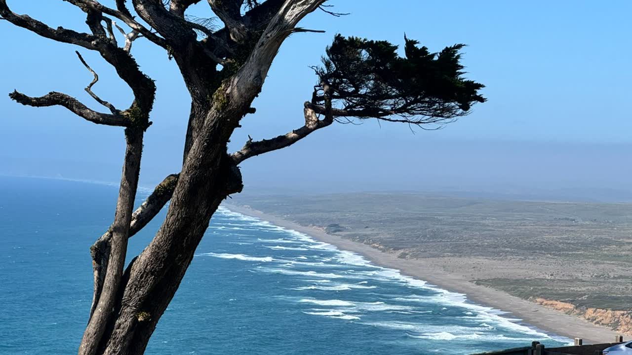 Point Reyes coastline framed by a cypress